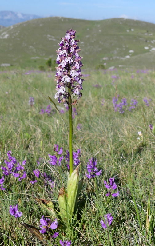 Orchis militaris, Orchis purpurea, Orchis x hybrida  Preappennino aquilano -  2022.